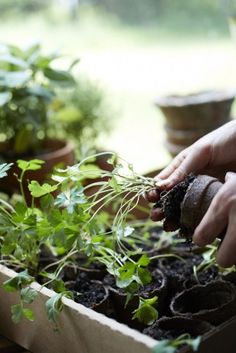 someone is planting plants in a box on the table