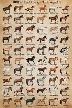 horse breeds of the world poster