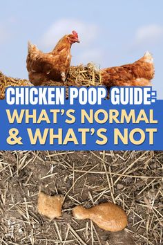 chicken poop guide what's normal and what's not in the nest