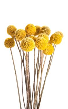 a bunch of yellow flowers sitting in a vase