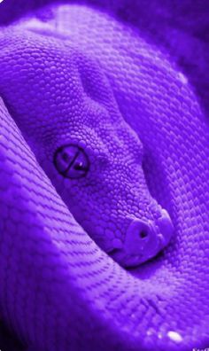 a large purple snake wrapped around it's head