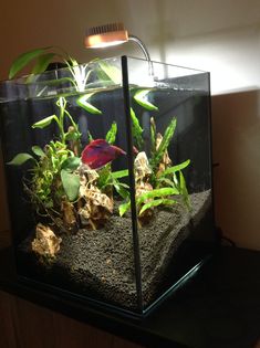 an aquarium with plants and rocks in it