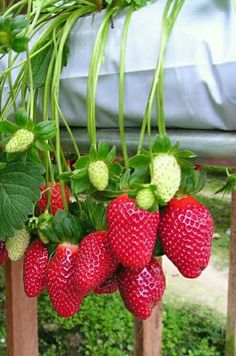 strawberries are hanging from a plant in the garden, with green leaves on them