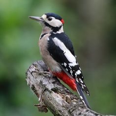 a bird sitting on top of a tree branch