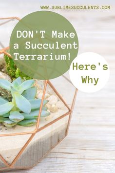 a terrarium with succulents in it and the words, don't make a succulent terrarium here's why