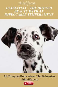 a dalmatian dog with the caption, all things to know about the dalmatian