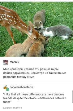 three cats and one deer are playing together in the grass, with caption that reads fluffyplant i want to be part of that club