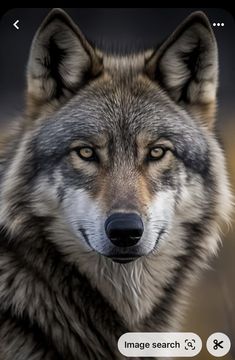 an image of a wolf looking at the camera