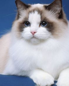 a white and brown cat with blue eyes laying down