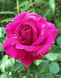 a pink rose with green leaves in the background