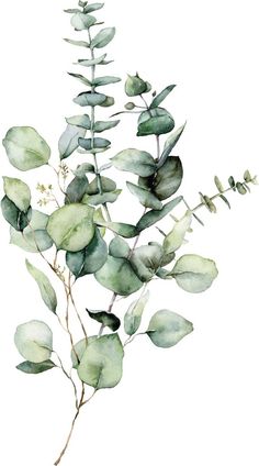 watercolor painting of green leaves and branches