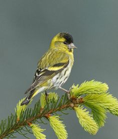 a small bird perched on top of a pine tree branch