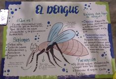 a bulletin board with an image of a mosquito on it's back and words describing the different types of insects in spanish