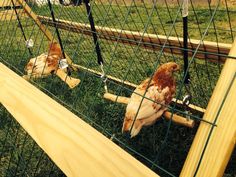 two chickens in a cage on the grass