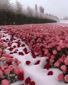 many pink roses are in the snow