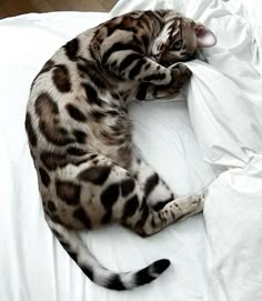 a cat laying on top of a white bed