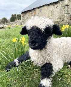 a black and white sheep laying on top of a lush green field next to a stone building