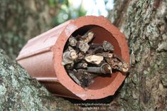 a close up of a tree with a tube on it's trunk and bark