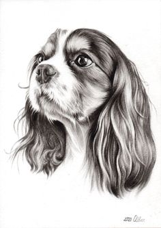 a drawing of a dog with long hair