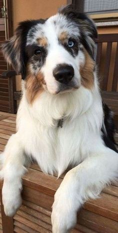 a dog sitting on top of a wooden bench