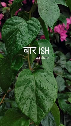 Baarish Instagram Story, Baarish Snap Story, Baarish Captions, Barish Snapchat Story, Baarish Snaps, Baarish Quotes, Barish Ka Mausam, Pretty Flowers Photography, Nature Photography Quotes