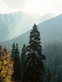 trees in the foreground and mountains in the background with sunlight coming through them on a cloudy day