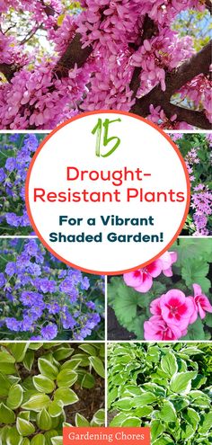 the top ten plants for a vibrant shade garden