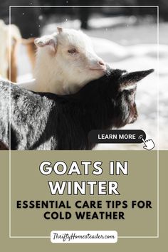 goats in winter essential care tips for cold weather