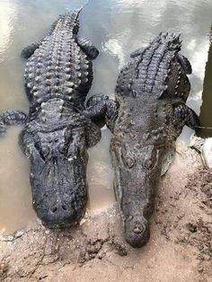 two alligators are sitting in the mud near the water's edge and one is looking at the camera