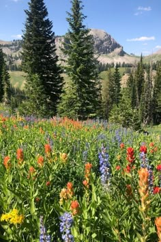 wildflowers and pine trees in the mountains