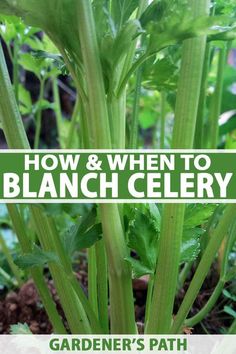 how and when to blancch celery garden's path with text overlay