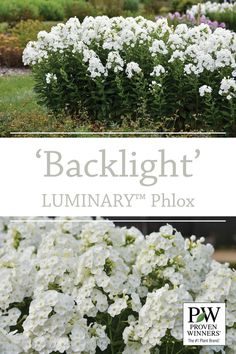 white flowers in the garden with text backlight luminary'n blox