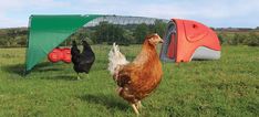 two chickens walking in the grass next to a chicken coop with an awning over it