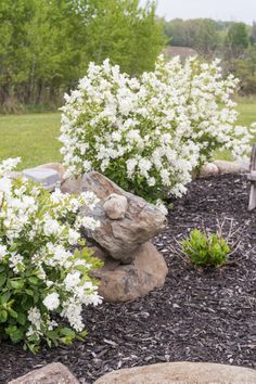 some white flowers and rocks in a garden