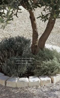 a small tree is growing in the middle of a rock garden bed with gravel and stones