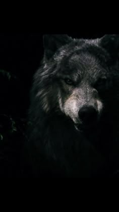 a black and white wolf in the dark with it's eyes closed, staring at something