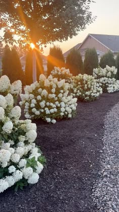 the sun is shining through the trees and bushes in front of some houses with white flowers