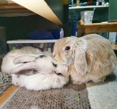 two rabbits are sitting next to each other on the floor