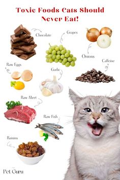 Cat Owner Hacks, Foods Cats Can Eat, Cat Vitamins, Homemade Cat Food, Getting A Kitten, Cat Language, Cat Essentials, Kitten Food, Toxic Foods