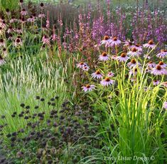 an assortment of flowers and plants in a garden with purple, yellow and white colors