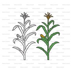 an illustration of two plants with leaves and flowers in the middle one is green, the other is yellow