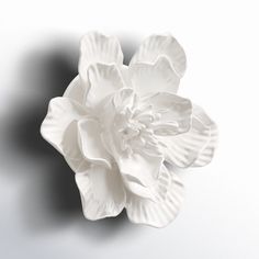 a white flower is shown against a gray background