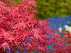 red leaves are in the foreground with blue flowers in the backgrounnd