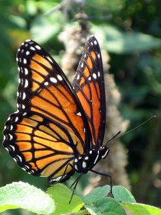 Monarch Butterflies Photography, Viceroy Butterfly, Beautiful Butterfly Pictures, Beautiful Butterfly Photography, Butterfly Species, Butterfly Images, Butterfly Photos, Beautiful Bugs