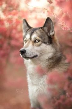 a husky dog standing in front of some pink flowers