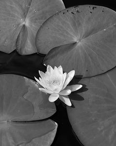 black and white photograph of a water lily