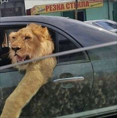 a lion sticking its head out the window of a car