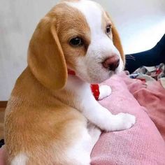 a brown and white dog laying on top of a pink blanket