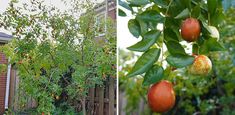 there are many fruits growing on the tree and in the yard, along with other fruit trees