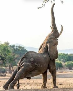 an elephant standing on its back legs with it's trunk up in the air